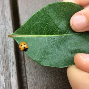 Ladybird secrets