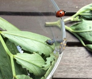 Ladybird adult and larvae 1