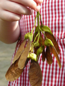 Picture of child holding up winged seeds