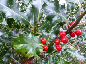 Holly and berries