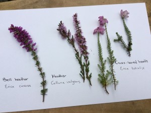 Bell heather, Ling and Cross-leaved heath