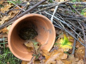 Making a hibernaculum to help keep a frog snug during the winter 