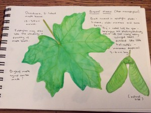 A travel journal - exploring and learning about new trees