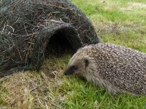 'Merlin' - a rescued hedgehog checking out a hogitat house