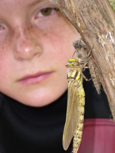 Close encounters - dragonfly emergence