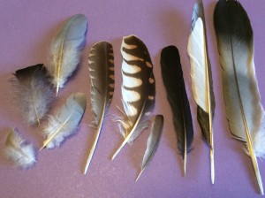 Collect moulted feathers for identification or simply for their varied beauty