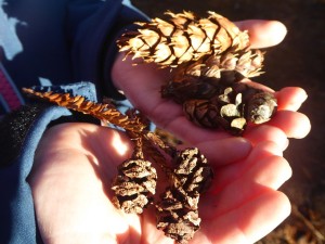 Cones: Douglas fir, Western hemlock, coast redwood 