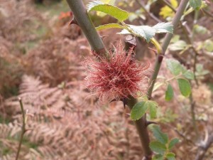 Answer: plant galls [Robin’s pin cushion, growing on a Dog Rose]