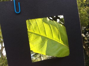 Frame a leaf in a leaf viewer