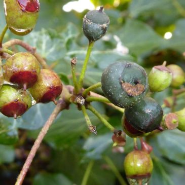 Friend or Foe? – Identifying berries